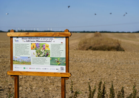 Brachestreifen Biotopverbund Leipzig | Quelle: streamio Brachestreifen Biotopverbund Leipzig | Quelle: streamio